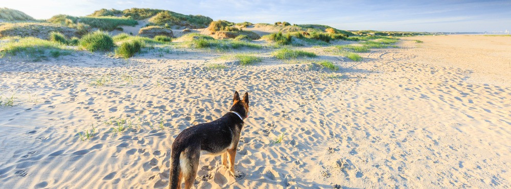 Nordsee schönste Hundestrände