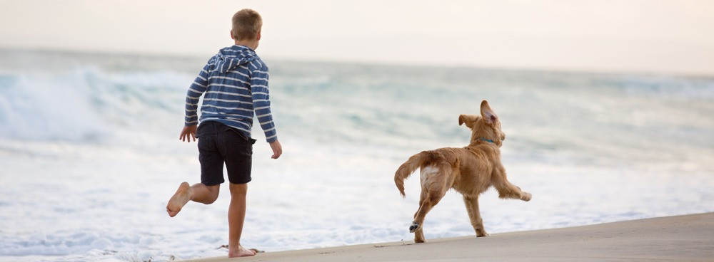 Holland Hundestrand