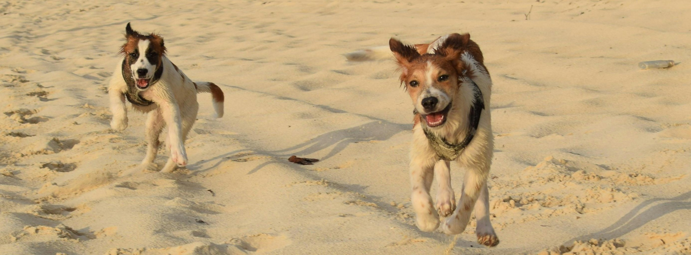 Hundestrand