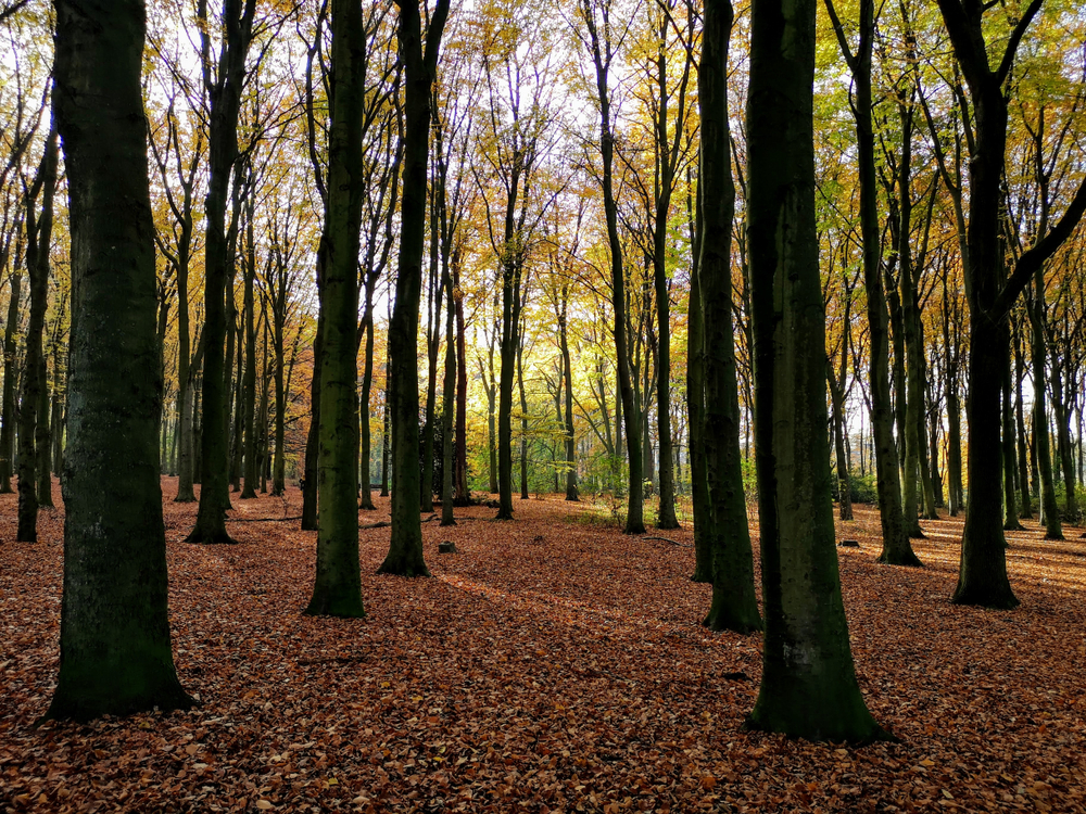 Rijswijkse Bos