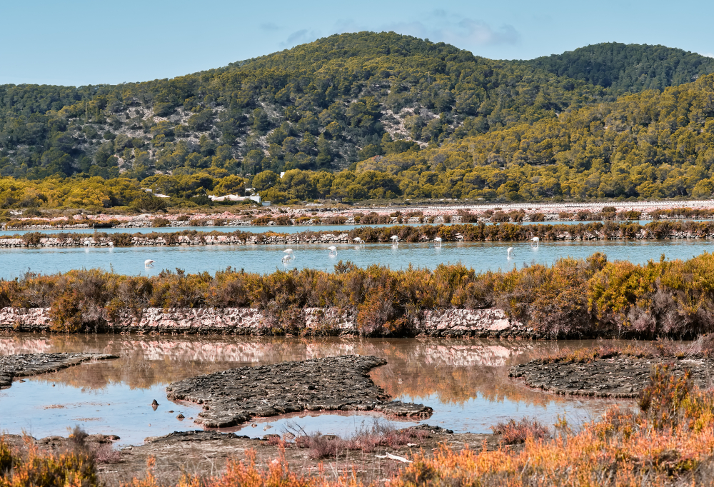 Ses Salines