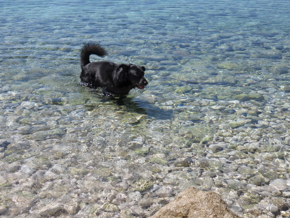 Hundestrand Krk