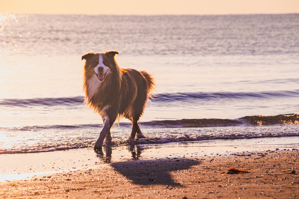 Rimini Hundestrand