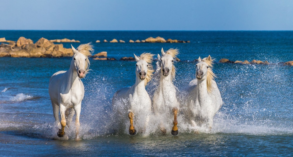 chevaux blancs camargue, france