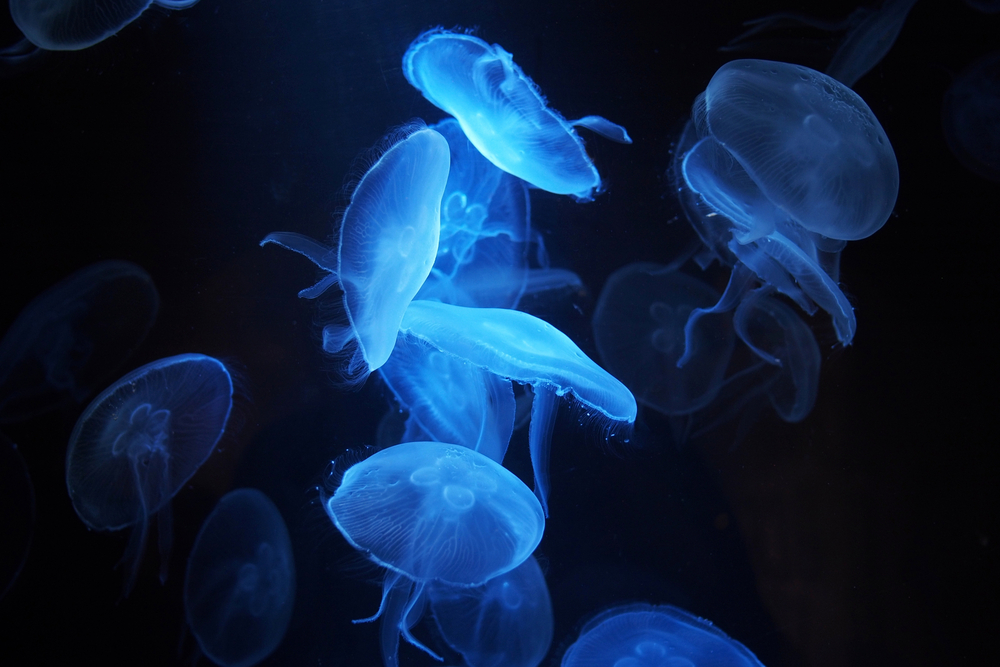 Frankreich Urlaub mit Kindern Aquarium