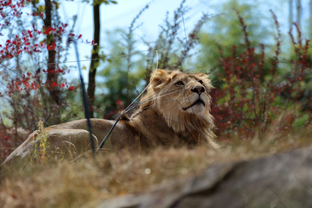 Frankreich Urlaub mit Kindern - Zoo Beauval
