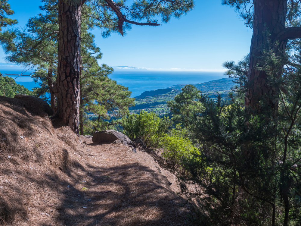 La Palma Wandern: Barranco de Madera