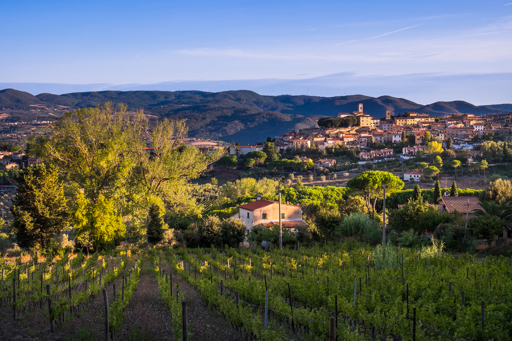 Montscudaio Weinberg