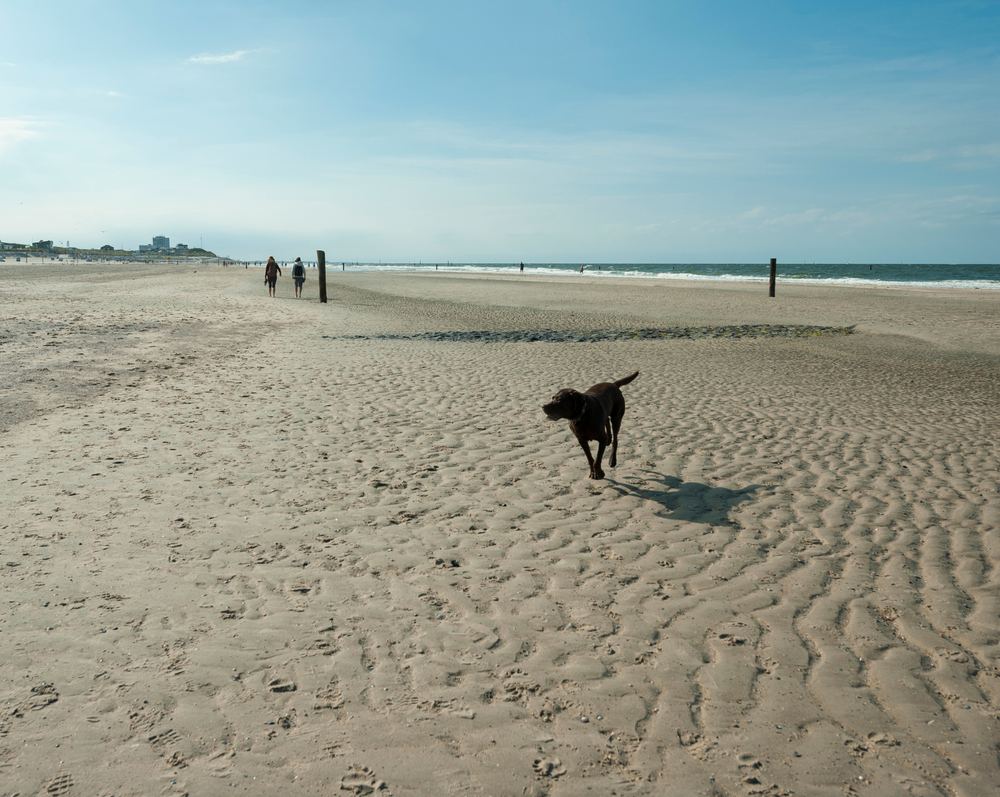 Norderney Hundestrände