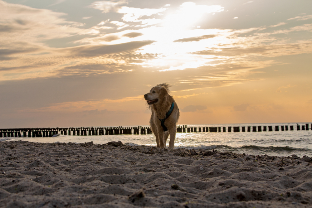 Hundestrand Kühlungsborn