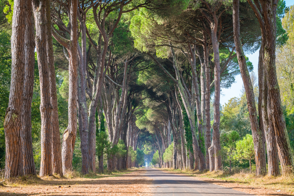 Naturpark San Rossore Migliarino