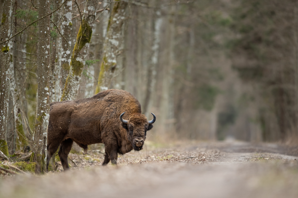 Wisent Białowieża