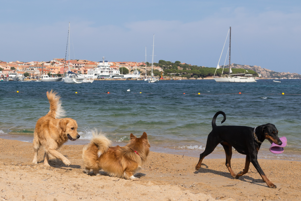 Doggy Beach Palau Hundestrand