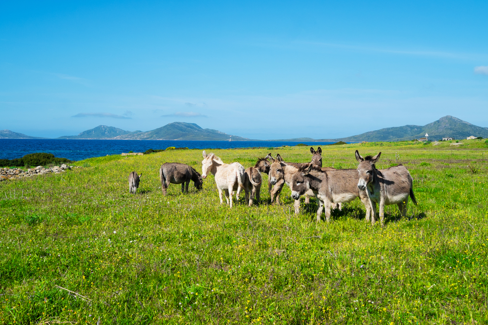 Asinara Sardinien