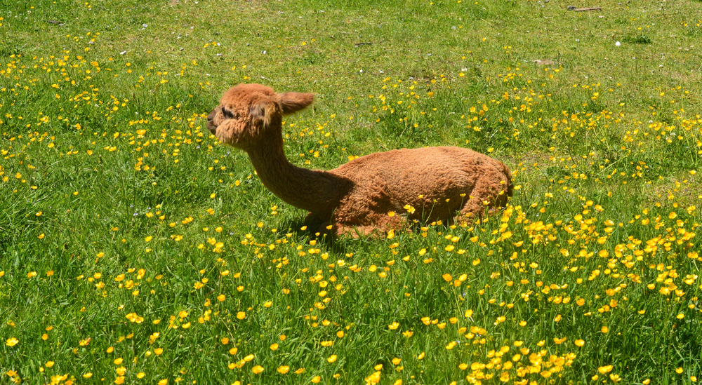 Wildpark Südtirol