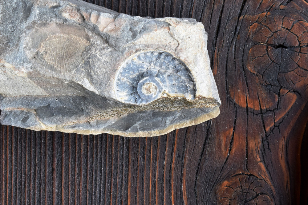 Fossilienmuseum Monte San Giorgio